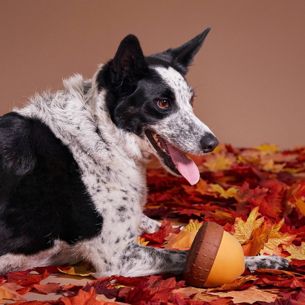 bark acorn toy