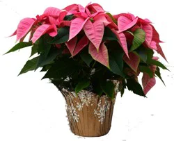 8In Pointsettia