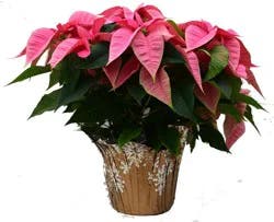8In Pointsettia