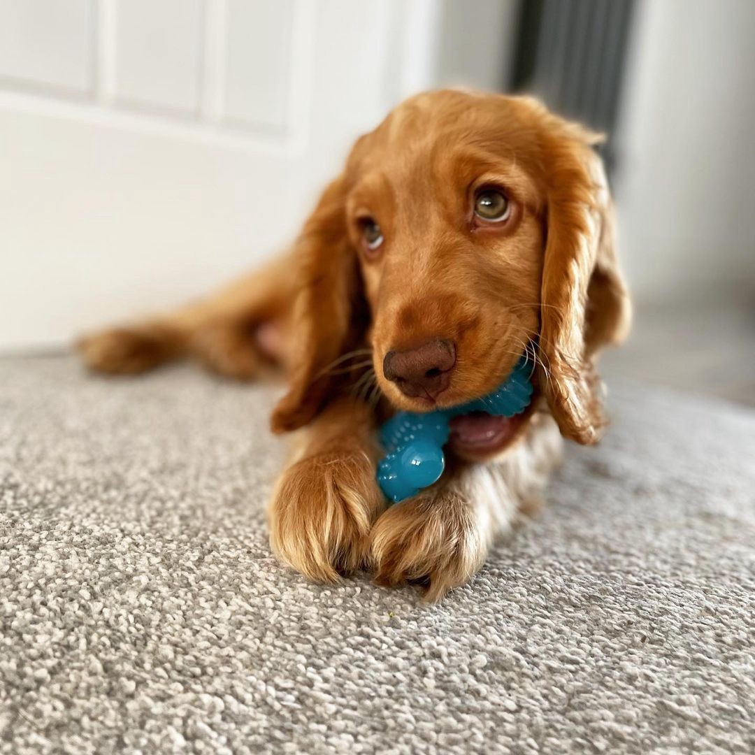 slide 8 of 10, Nylabone Puppy Chew X Bone Chew Toy Beef X Bone Small/Regular - Up to 25 Ibs.(1 Count), 1 ct