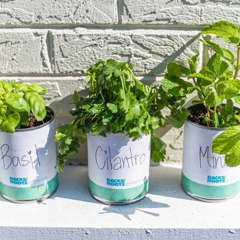 slide 6 of 7, Back to the Roots 3pk Organic Kitchen Herb Garden Seed Kits: Mint, Grow Can, Full Sun Required, 3 ct