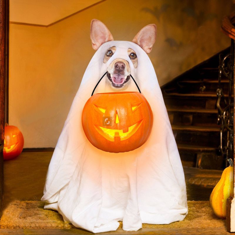 slide 3 of 6, Milk-Bone Halloween Spooky Biscuits Flavored Dog Treats - 24oz, 24 oz