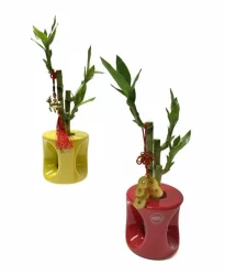 Charlie's Produce 5.5 In Novelty Decor Bamboo