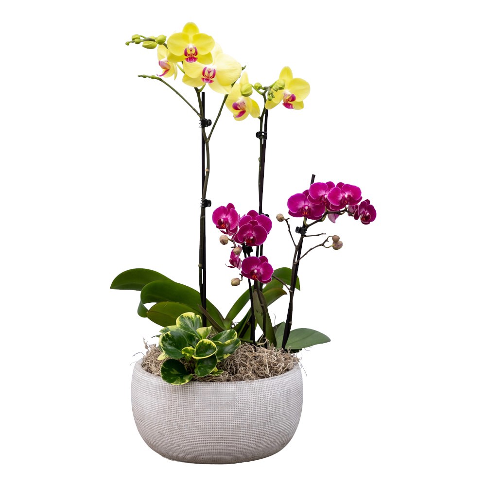 slide 1 of 1, Bloom Haus Fresh Live Orchid Garden, 10 in