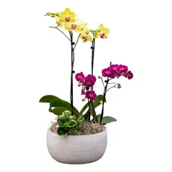 Bloom Haus Fresh Live Orchid Garden