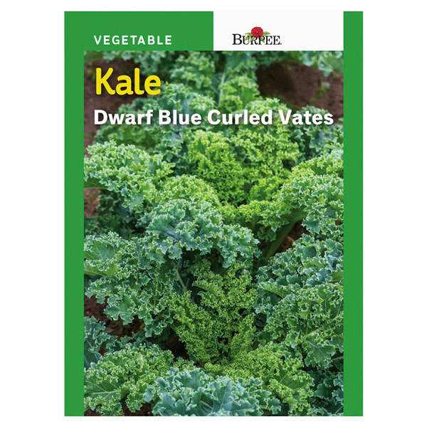 slide 1 of 1, Burpee Kale Dwarf Blue Curled Vates Seeds, 1 ct