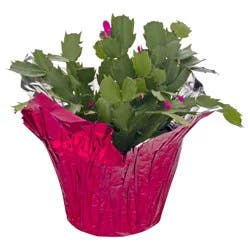 Van Hoekelen Greenhouses Blooming 6" Zygocactus
