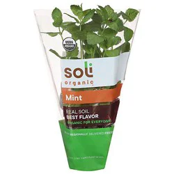 Soli Organic Mint 1 ea