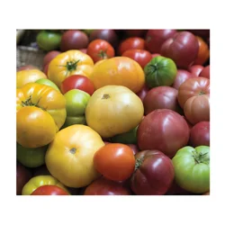 Main Plu Scale Heirloom Tomatoes