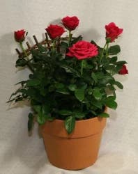 Mini Rose In Clay With Trellis