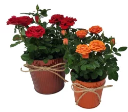 Mini Rose In Pumpkin Spice Tin