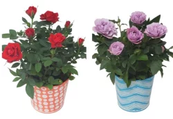 Mini Roses In Summer Geo Pot