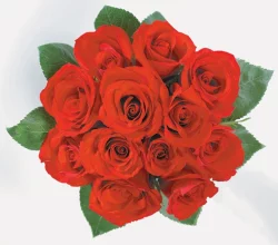 Dozen Roses
