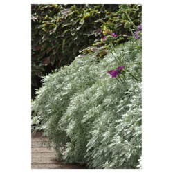 Artemisia Assortment