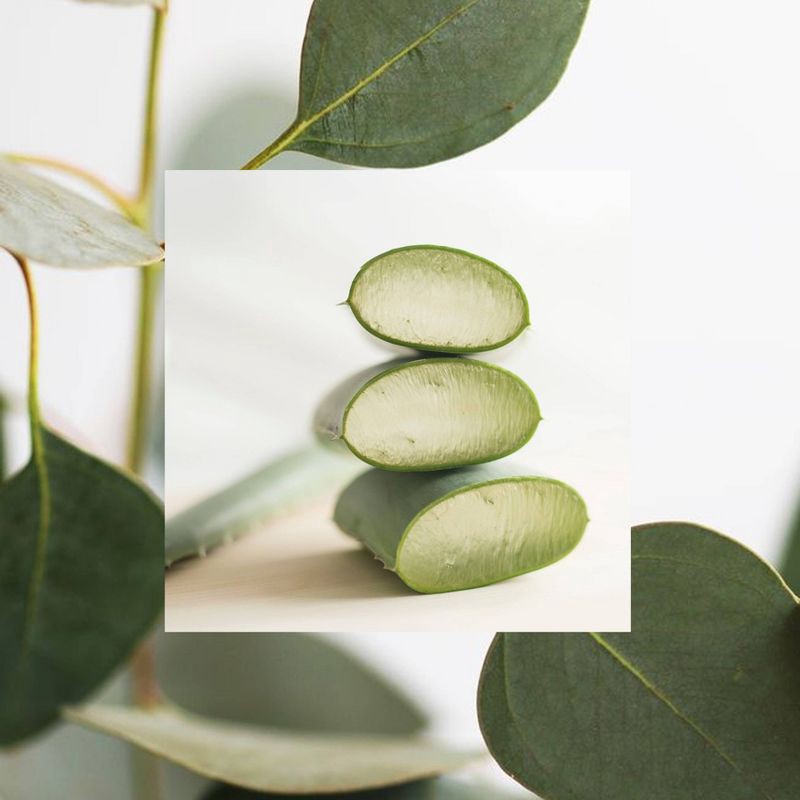 slide 6 of 7, Raw Sugar The Scalp Scrub Micro Polish - Eucalyptus + Aloe - 5 fl oz, 5 fl oz