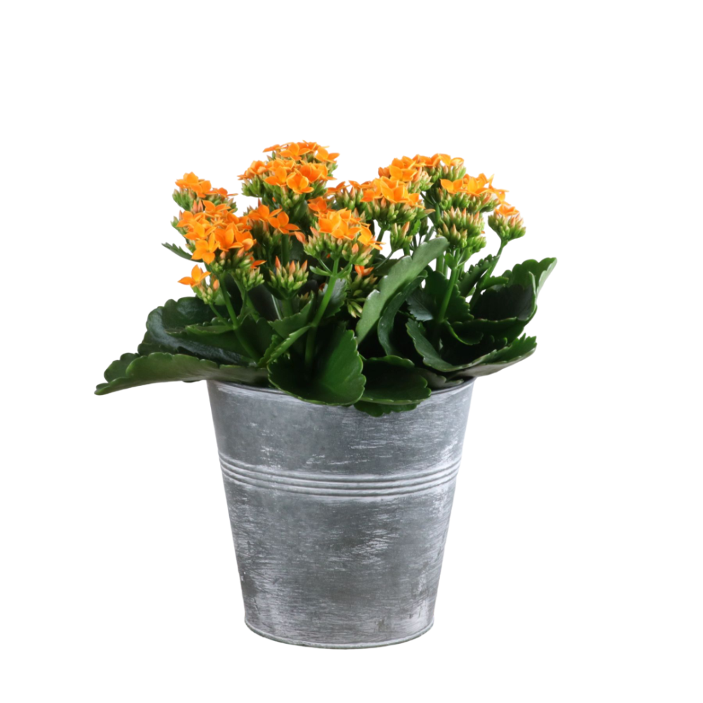 slide 1 of 1, Kalanchoe in Tin, 6 in