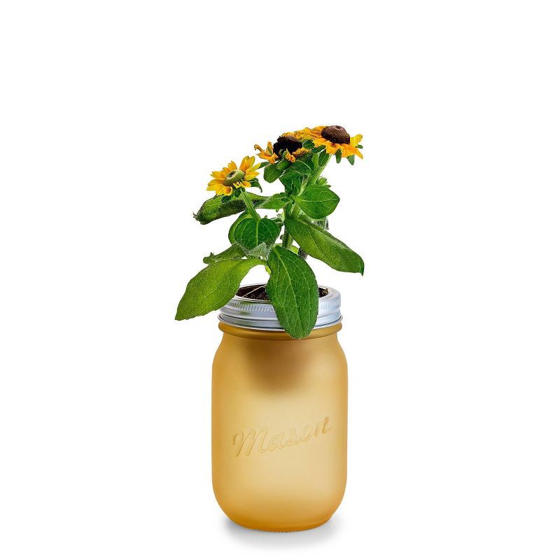 slide 6 of 8, Modern Sprout Pint Jars Flower Garden Seed Kits - SunFlower, 1 ct