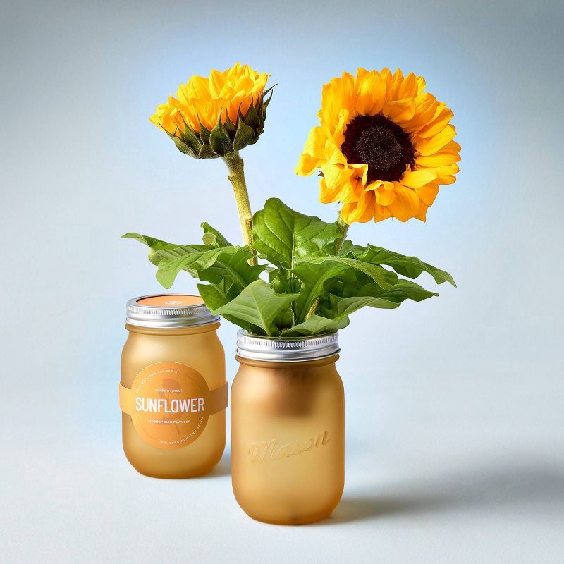slide 5 of 8, Modern Sprout Pint Jars Flower Garden Seed Kits - SunFlower, 1 ct
