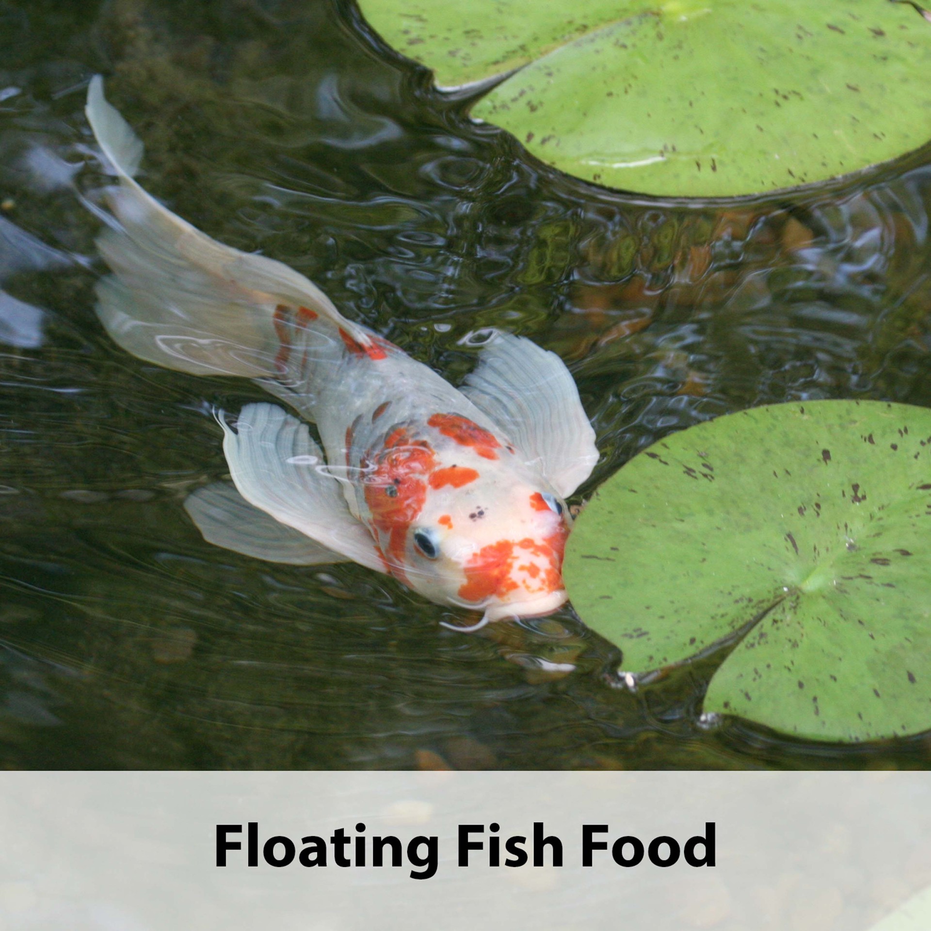 slide 7 of 10, Kaytee Koi's Choice Koi Floating Fish Food 10 LB Bag, 10 lb