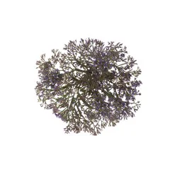 BLOOMS by H-E-B Limonium Maine Blue
