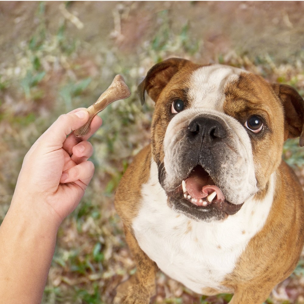 slide 5 of 5, Nylabone Broth Bone Dental Chewy with Pork Flavor Dog Treats - 20ct, 20 ct