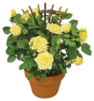 Aldershot Greenhouses Rose Plant Mini 6 Inch Trellis in Clay Pot (Assorted Colors)