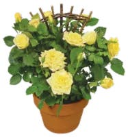 Aldershot Greenhouses Rose Plant Mini 6 Inch Trellis in Clay Pot (Assorted Colors)