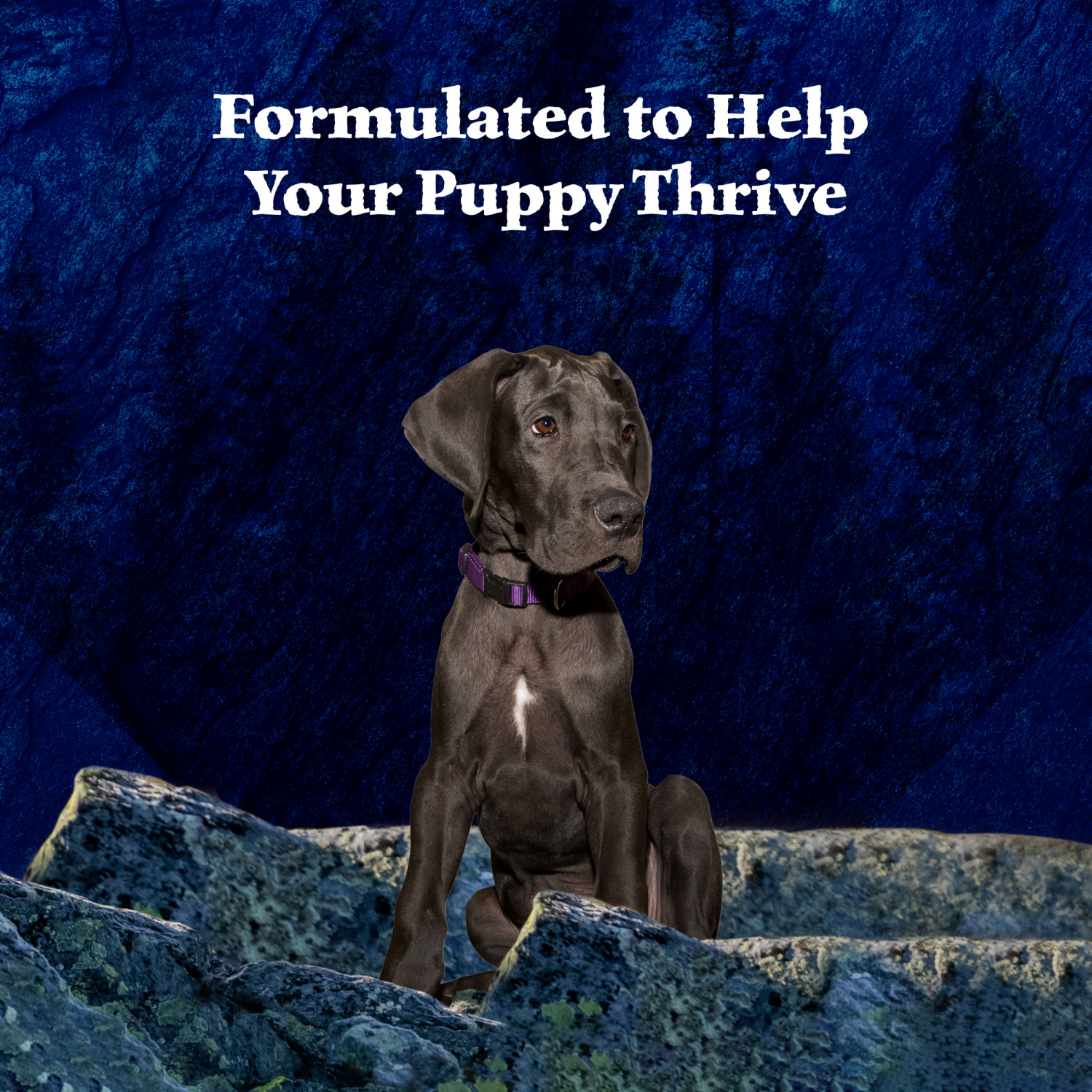 slide 4 of 8, Blue Wilderness Wolf Creek Stew with Hearty Beef in Gravy, 12.5 oz