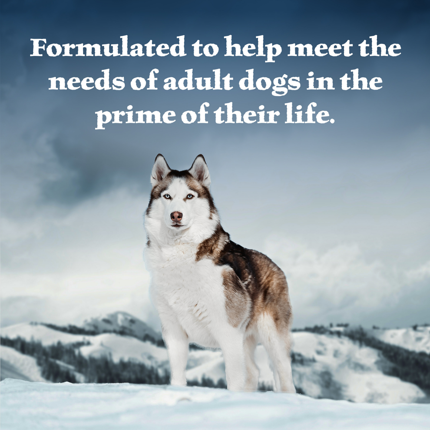 slide 4 of 8, Blue Buffalo Wilderness High Protein, Natural Adult Wet Dog Food, Salmon & Chicken Grill 12.5-oz Can, 12.5 oz