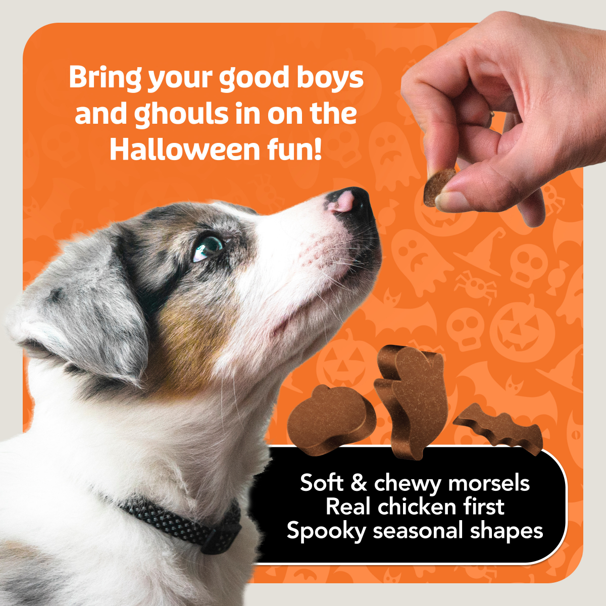 slide 7 of 8, Blue Buffalo Boo Bits Soft & Chewy Halloween Dog Treats\, Tasty Chicken Recipe\, 4.5-oz. Bag, 4.5 oz