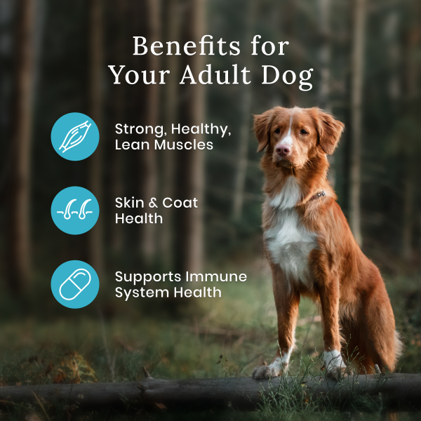 slide 5 of 13, Blue Buffalo Wilderness Rocky Mountain Recipe High Protein Natural Adult Dry Dog Food, Red Meat with Grain 24 lb bag, 24 lb