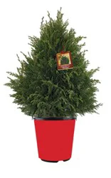 10" Leyland Cypress