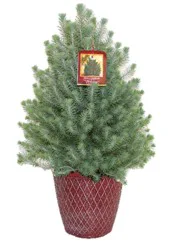 11" Italian Stone Pine