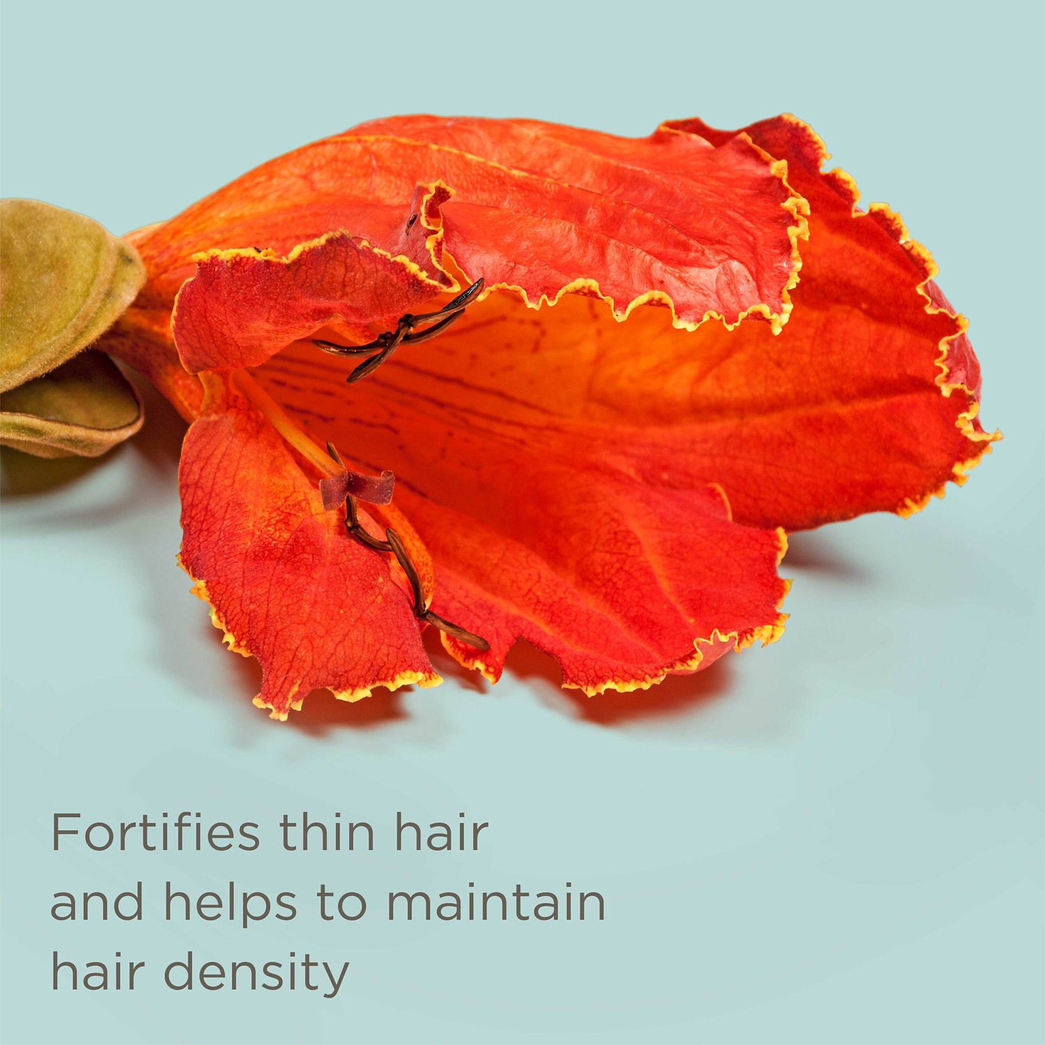 slide 3 of 9, Hairitage by Mindy McKnight Heat Protectant Spray 6 fl oz, 6 fl oz