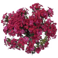 BLOOMS by H-E-B Assorted Dianthus