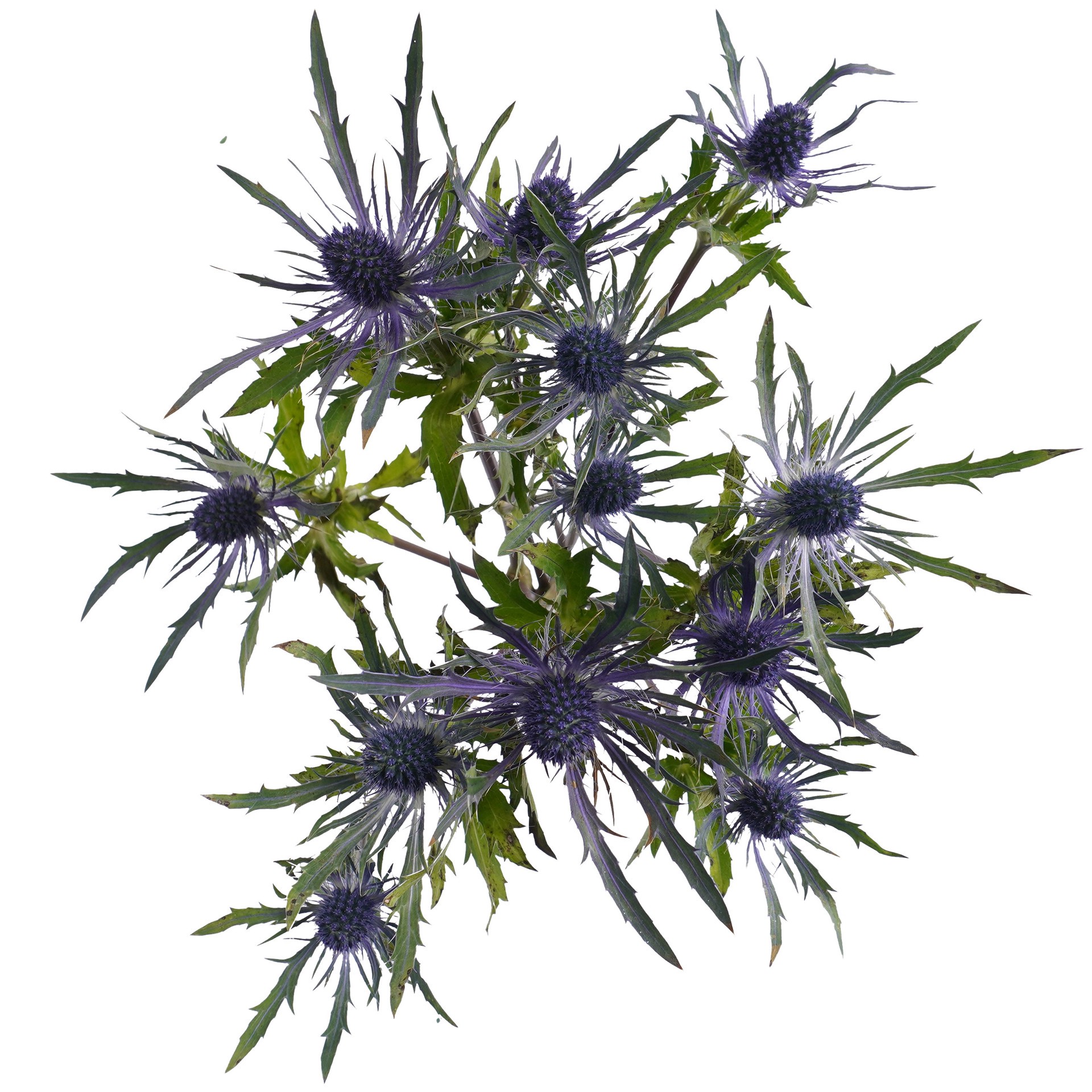 slide 1 of 1, BLOOMS by H-E-B Eryngium Thistle, 1 bundle