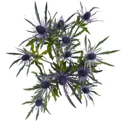 BLOOMS by H-E-B Eryngium Thistle