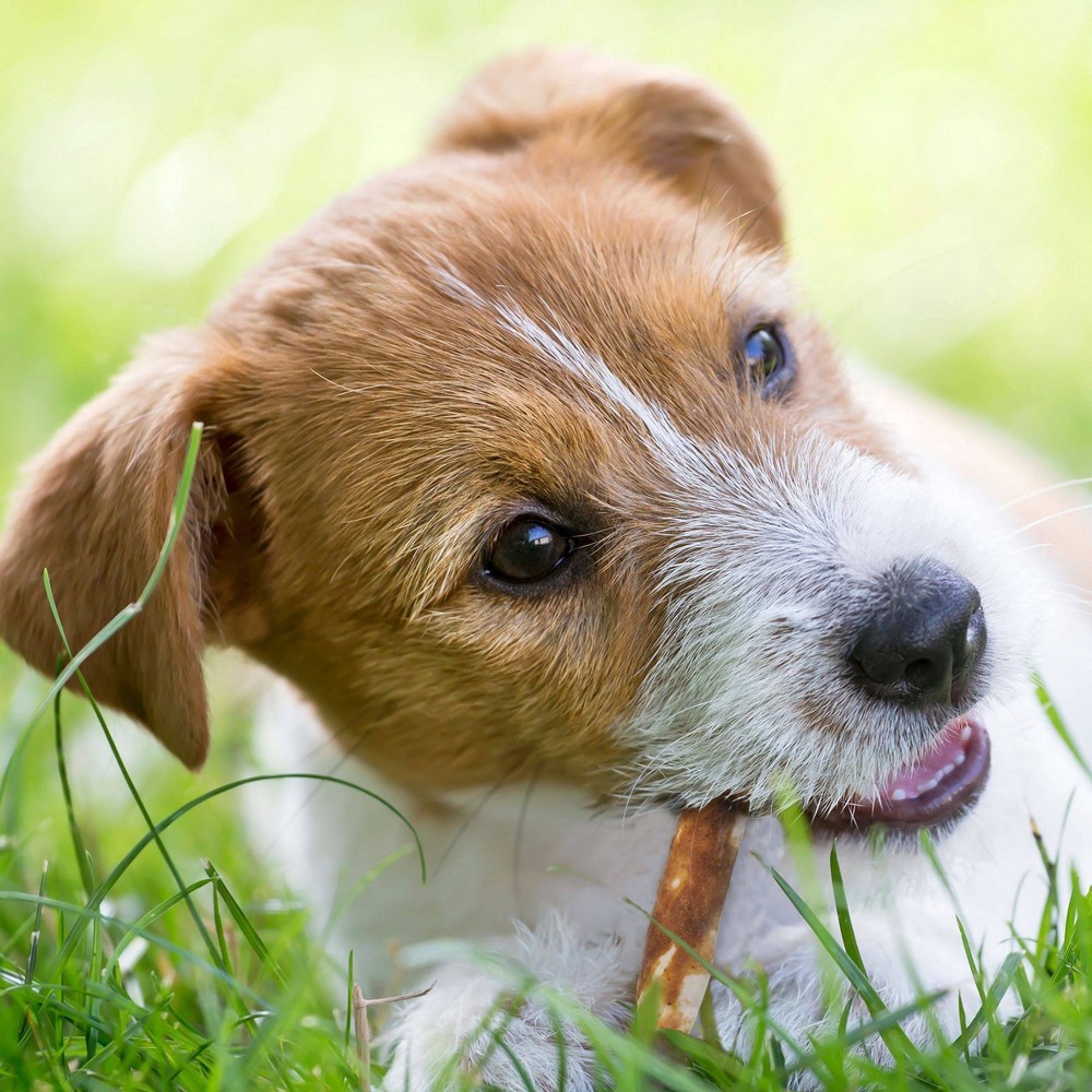slide 2 of 3, Luke & Mike's Rawhide Free Peanut Butter Chew Sticks Dog Treats - 10ct/3.5oz, 10 ct; 3.5 oz
