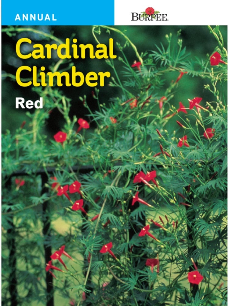 slide 1 of 1, Burpee Cardinal Climber Seeds - Red, 1 ct