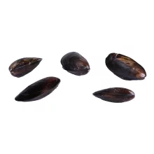 Gordon Choice Mussel Chilean Ckd 1# Gchc