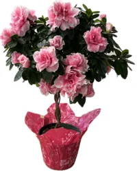 Charlie's Produce Azalea Tree