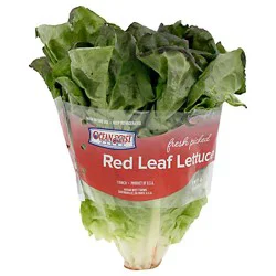 Red Leaf Lettuce