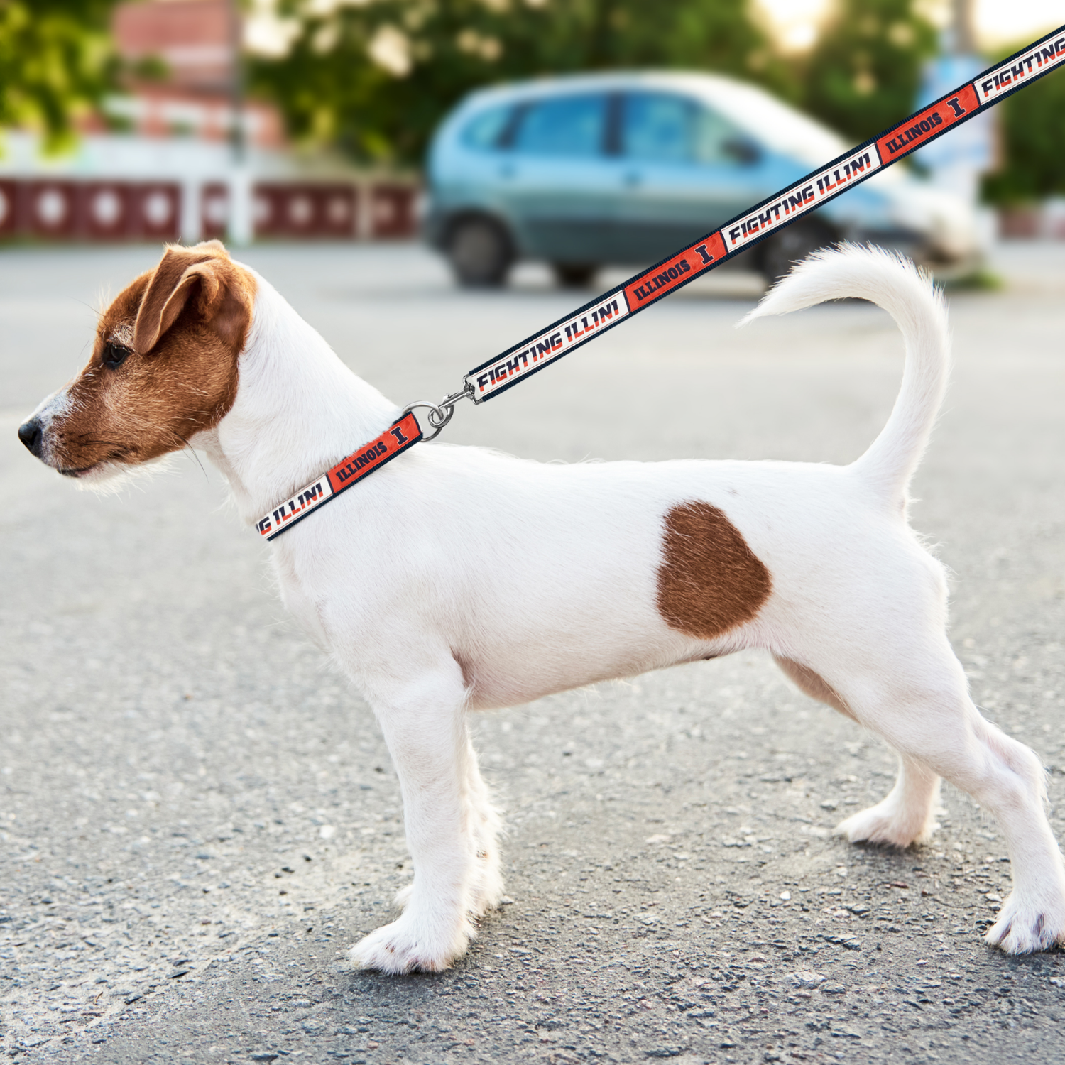 slide 2 of 2, Pets First Illinois Leash, Large, LG