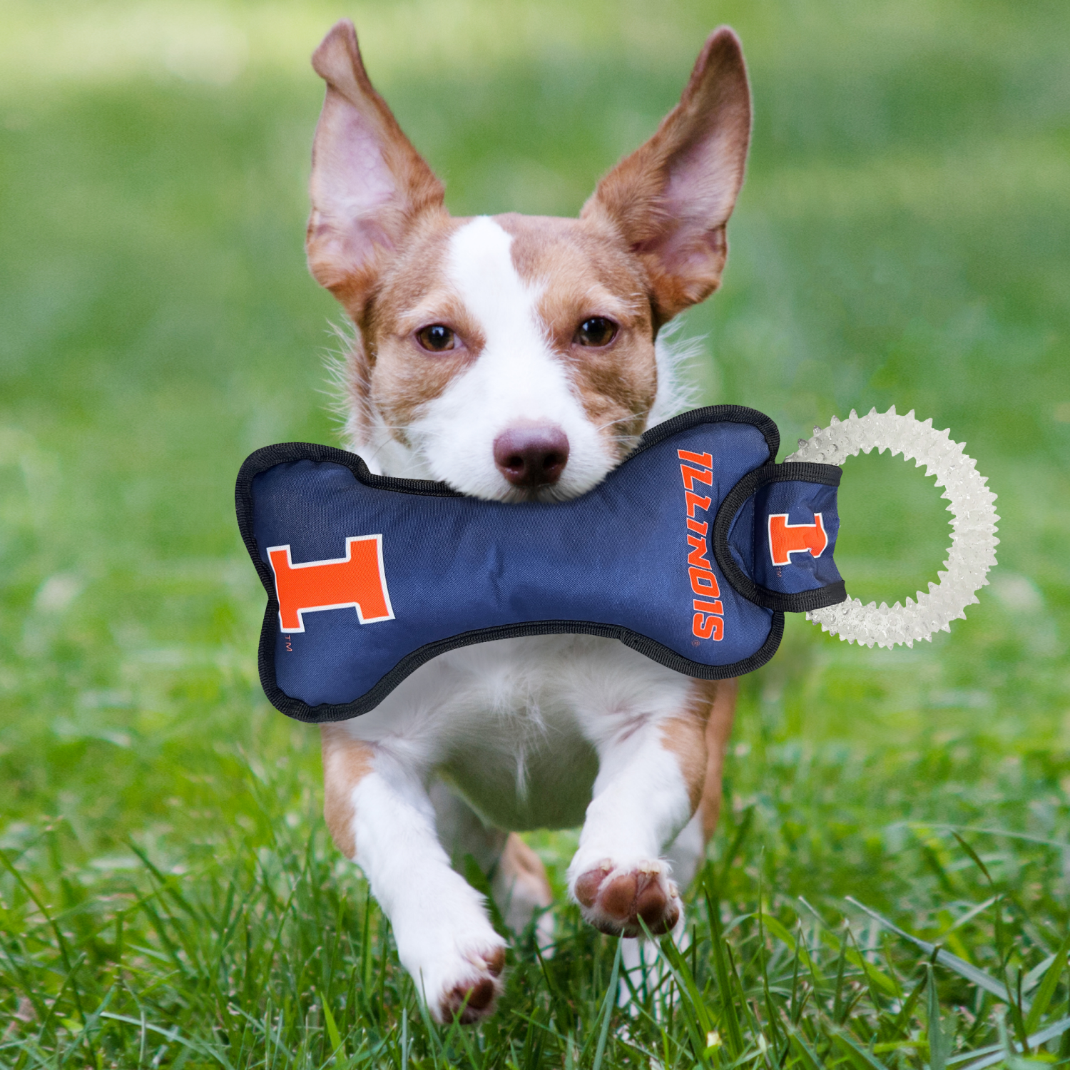 slide 2 of 2, Illinois Dental Ring Toy, 1 ct