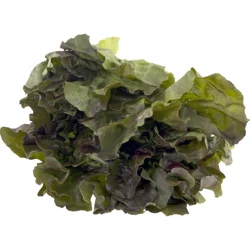 Organic Batavia Red Lettuce