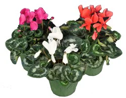 Cyclamen Flowering Plant - Assorted