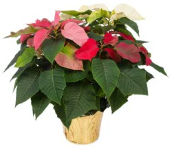 Tricolor Poinsettias