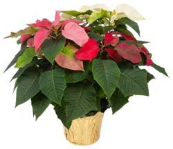 Tricolor Poinsettias