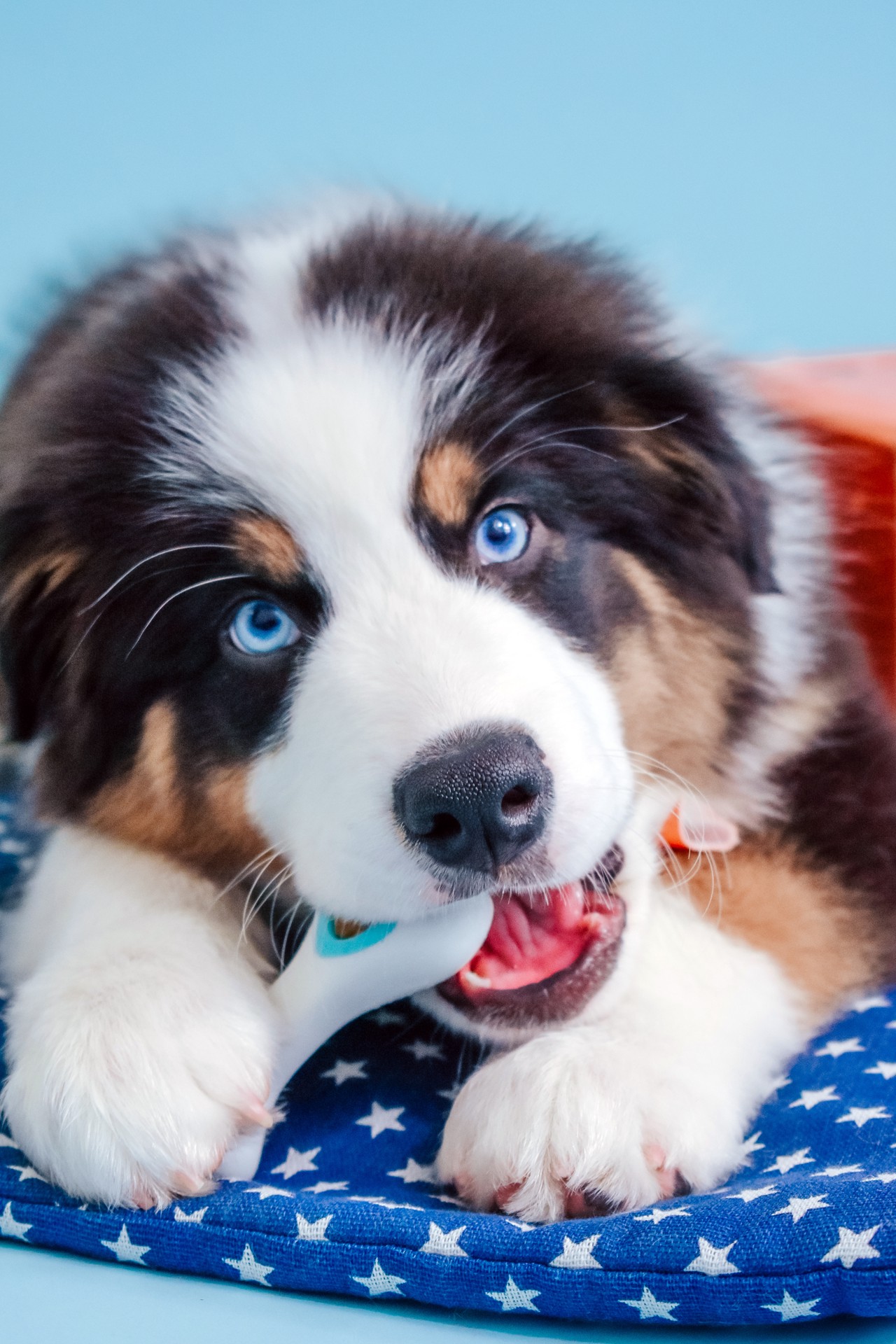 slide 6 of 10, Nylabone Knuckle Bone Pop In Treat Large, 1 ct