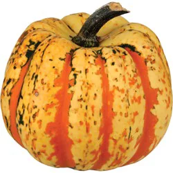 Fresh Carnival Squash
